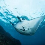7 Fun Dives in Nusa Lembongan (for certified divers) - Premium Value Package - The Itinerary: What Makes Each Site Special