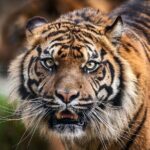 8 Day Golden Triangle Tour with Ranthambore {Taj , Tigers & More} - FAQ