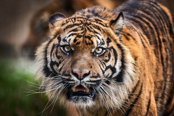 8 Day Golden Triangle Tour with Ranthambore {Taj , Tigers & More} - FAQ