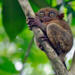 8-Day Private Cebu and Bohol Tour in the Philippines - Who Will Love This Tour?