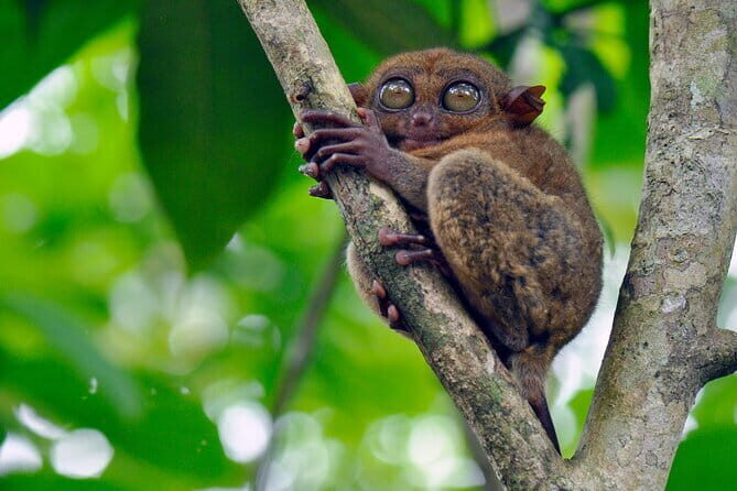 8-Day Private Cebu and Bohol Tour in the Philippines - Who Will Love This Tour?