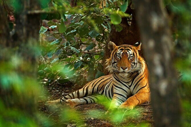 8-Day Private Golden Triangle Tour with a Ranthambore Wildlife Safari From Delhi - The Sum Up