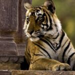 8 Days GOLDEN TRIANGLE WITH RANTHAMBORE WILDLIFE SAFARI - Exploring the Cultural and Architectural Marvels of Delhi