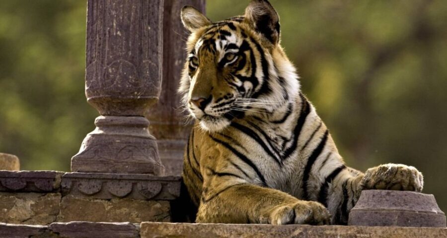 8 Days GOLDEN TRIANGLE WITH RANTHAMBORE WILDLIFE SAFARI - Exploring the Cultural and Architectural Marvels of Delhi