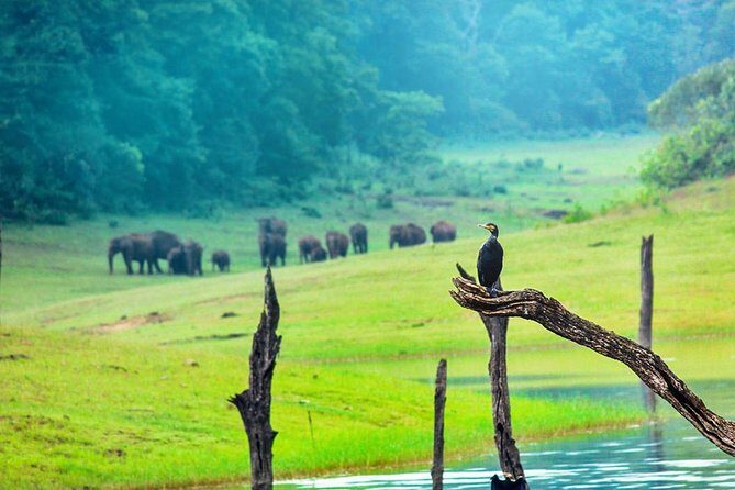8 Days Kerala Private Tour (3 Star) with Munnar, Houseboat & Cab- Iris Holidays - What Makes This Tour Stand Out?