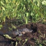 90 Minute Airboat Tour in the Florida Everglades - Final Thoughts: Is This Tour Worth It?