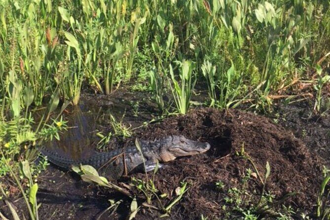 90 Minute Airboat Tour in the Florida Everglades - Final Thoughts: Is This Tour Worth It?
