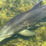 90-Minute Guided Eco Airboat Tour in Homosassa - The Bottom Line