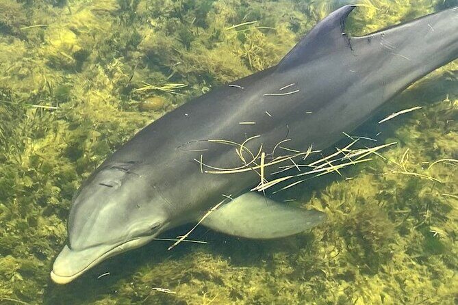 90-Minute Guided Eco Airboat Tour in Homosassa - The Bottom Line