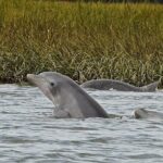 90 minute Hilton Head Sunset Dolphin Cruise - Final Thoughts: Why Choose This Sunset Dolphin Cruise?