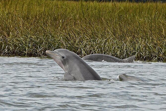 90 minute Hilton Head Sunset Dolphin Cruise - Final Thoughts: Why Choose This Sunset Dolphin Cruise?