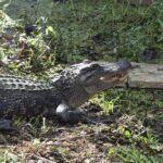 90-Minute Jean Lafitte Swamp and Bayou Tour with Transportation - Who Will Love This Tour?