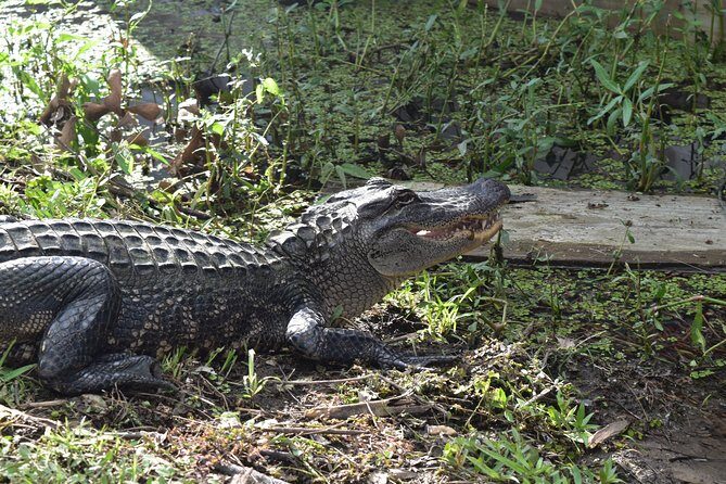 90-Minute Jean Lafitte Swamp and Bayou Tour with Transportation - Who Will Love This Tour?