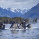 A Comfortable Sitka Whale Watching Wildlife Shore Excursion - Who Should Book This Tour?