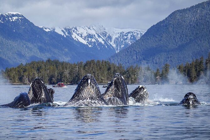 A Comfortable Sitka Whale Watching Wildlife Shore Excursion - Who Should Book This Tour?
