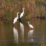 A Day Tour of Bharatpur Bird Sanctuary from Agra. - Why This Tour Stands Out