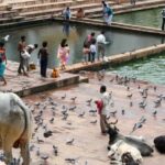 A Day Trip of Pushkar From Jaipur - From Jaipur to Pushkar: Comfort and Convenience