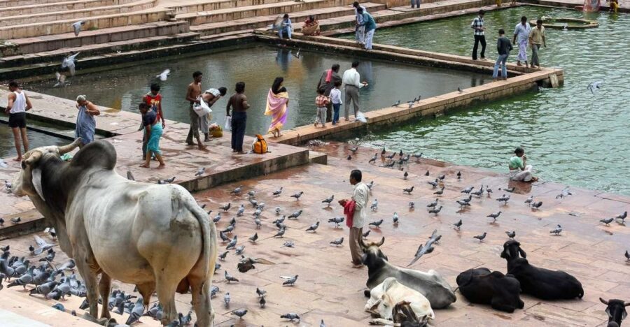 A Day Trip of Pushkar From Jaipur - From Jaipur to Pushkar: Comfort and Convenience