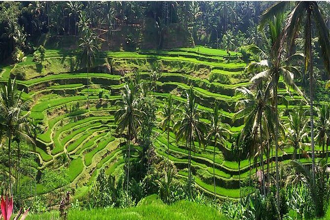 A Day Trip to Tukad Cepung & Rice Terrace - Who Will Love This Tour?