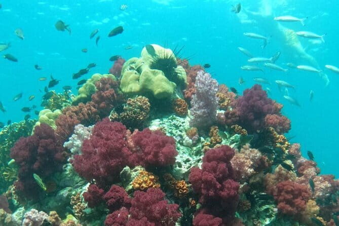 A Koh Lipe Snorkeling Tour - Frequently Asked Questions