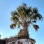 A Local's Garden District Tour - Who Will Love This Tour?