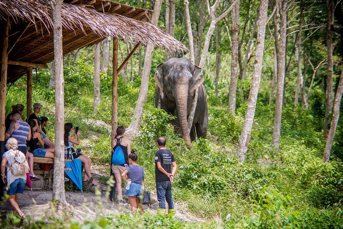 A Morning with the Elephants at Phuket Elephant Sanctuary - The Tour Experience in Detail