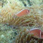 A private tour with Cable car & Boat trip to An Thoi islands - FAQ