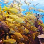 Advanced Open Water Diver course PADI in Playa del Carmen - FAQ