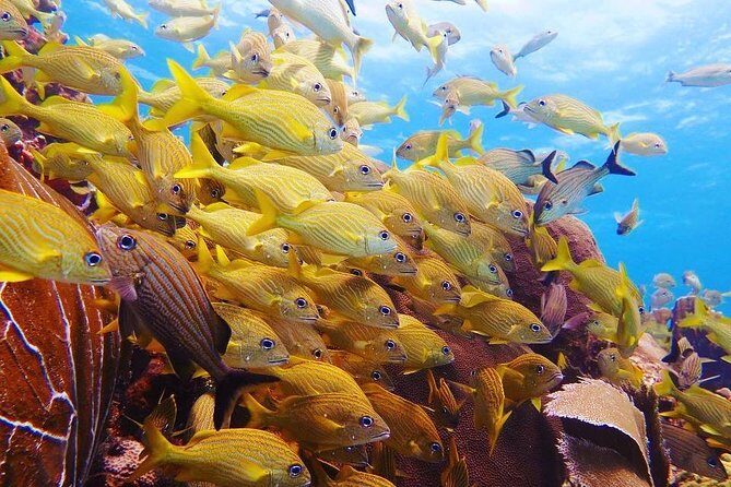 Advanced Open Water Diver course PADI in Playa del Carmen - FAQ