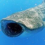 Adventure and Snorkel with the Whale Shark departing from Cancun - An in-depth look at the whale shark adventure from Cancun