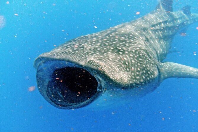 Adventure and Snorkel with the Whale Shark departing from Cancun - An in-depth look at the whale shark adventure from Cancun