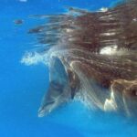 Adventure and Snorkel with the Whale Shark From Playa del Carmen - Who Is This Tour Best For?