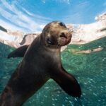 Adventure to Espiritu Santo Island: Snorkel with Sea Lions and Beach - Final Thoughts
