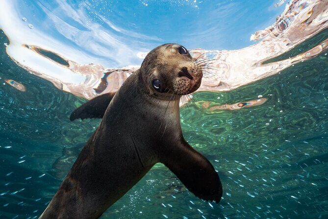 Adventure to Espiritu Santo Island: Snorkel with Sea Lions and Beach - Final Thoughts