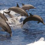 Afternoon Hawaiian Green Sea Turtle and Dolphin Snorkel and Sail - The Sum Up