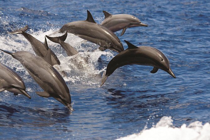 Afternoon Hawaiian Green Sea Turtle and Dolphin Snorkel and Sail - The Sum Up