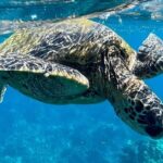 Afternoon Turtle Town Snorkel at Coral Gardens - An Honest Look at the Value