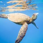 Afternoon West Maui Snorkel from Kaanapali Beach - Final Thoughts: Why Choose This Maui Snorkeling Tour?