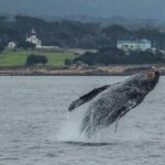 Afternoon Whale Watch - Final Thoughts