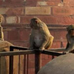 Agra: Monkey Safari Guided Walking Tour - Practical Details: What Travelers Should Know