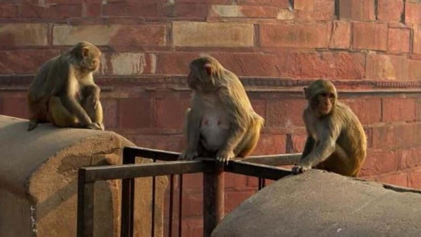 Agra: Monkey Safari Guided Walking Tour - Practical Details: What Travelers Should Know