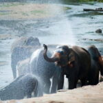 Agra: Taj Mahal Sunrise, Agra Fort & Elephant Center Tour - FAQ