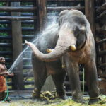 Agra: Taj Mahal Sunrise Tour with Elephant Sanctuary - An in-depth look at this Agra tour experience