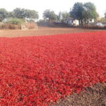 Agra To Bharatpur Same Day Tour with Fatehpur Sikri - Who Should Consider This Tour?