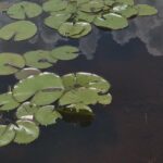 Air Boat Tour of Palm Beach in The Swamp Monster - Exploring the Details of the Air Boat Tour