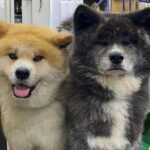 Akita: AKITA DOG DAY! A day tour by public transport - Who Should Consider This Tour?