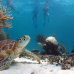 Akumal Reef Snorkel and Turtle Sanctuary From Riviera Maya - What to Expect from the Snorkel Tour in Akumal
