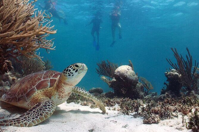 Akumal Reef Snorkel and Turtle Sanctuary From Riviera Maya - What to Expect from the Snorkel Tour in Akumal