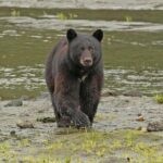 Alaska Native Cultural and Wildlife Adventure - Who Should Consider This Tour?