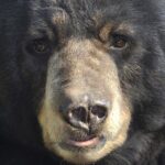 Alaskan Bear Encounter by Land & Sea - A Detailed Look at the Itinerary